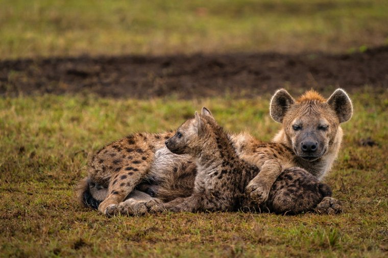 023 Masai Mara, gevlekte hyenas.jpg